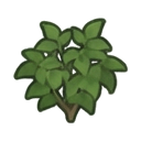 immature guarana leafy shrub no fruit — RimWorld sprite