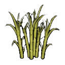 mature sugarcane — RimWorld sprite