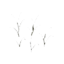 immature sugarcane sprout — RimWorld sprite