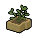 Guarana_Immature — RimWorld sprite