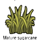 mature sugarcane — RimWorld sprite