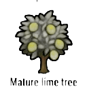mature lime tree — RimWorld sprite