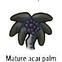 mature açaí palm — RimWorld sprite