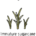 immature sugarcane sprout — RimWorld sprite