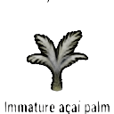 immature açaí palm seedling — RimWorld sprite
