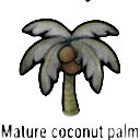mature coconut palm — RimWorld sprite