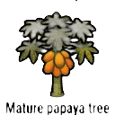mature papaya tree — RimWorld sprite
