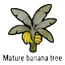 mature banana tree — RimWorld sprite